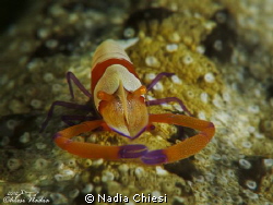Lembeh (Nord Sulawesi)
Canon G12- and doble macro lens +... by Nadia Chiesi 